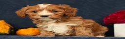 Cavapoo dogs for sale: Pixel - Ad 4