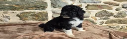 Portuguese Water Dog dogs for sale: David - Ad 9