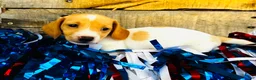 Miniature Dachshund dogs for sale: Jameson  - Ad 11