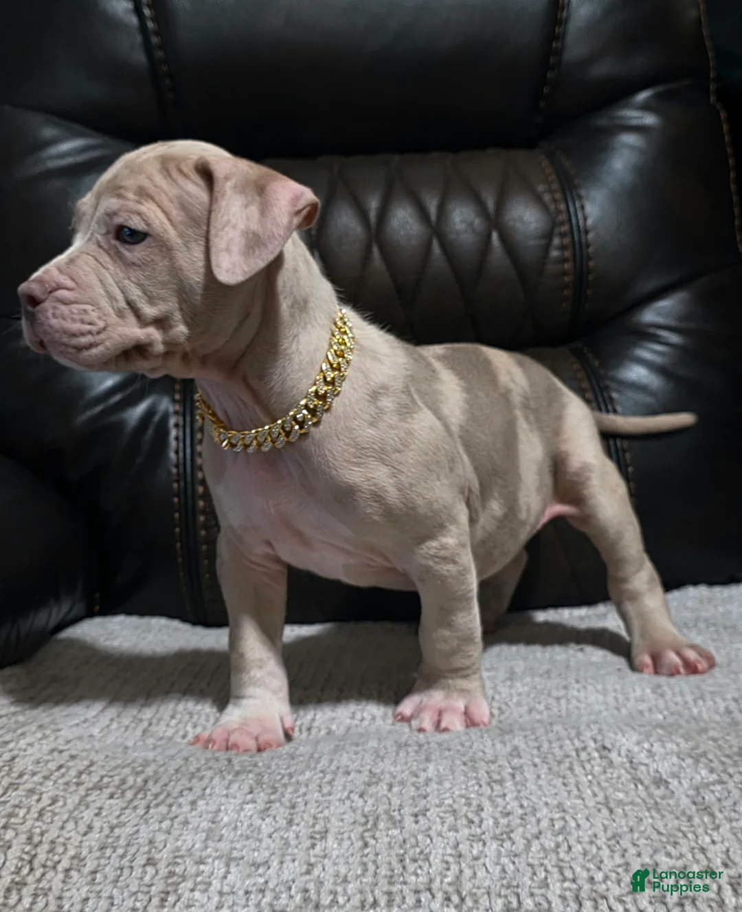 American Pit Bull Terrier dogs for sale: Enzo - Ad 2