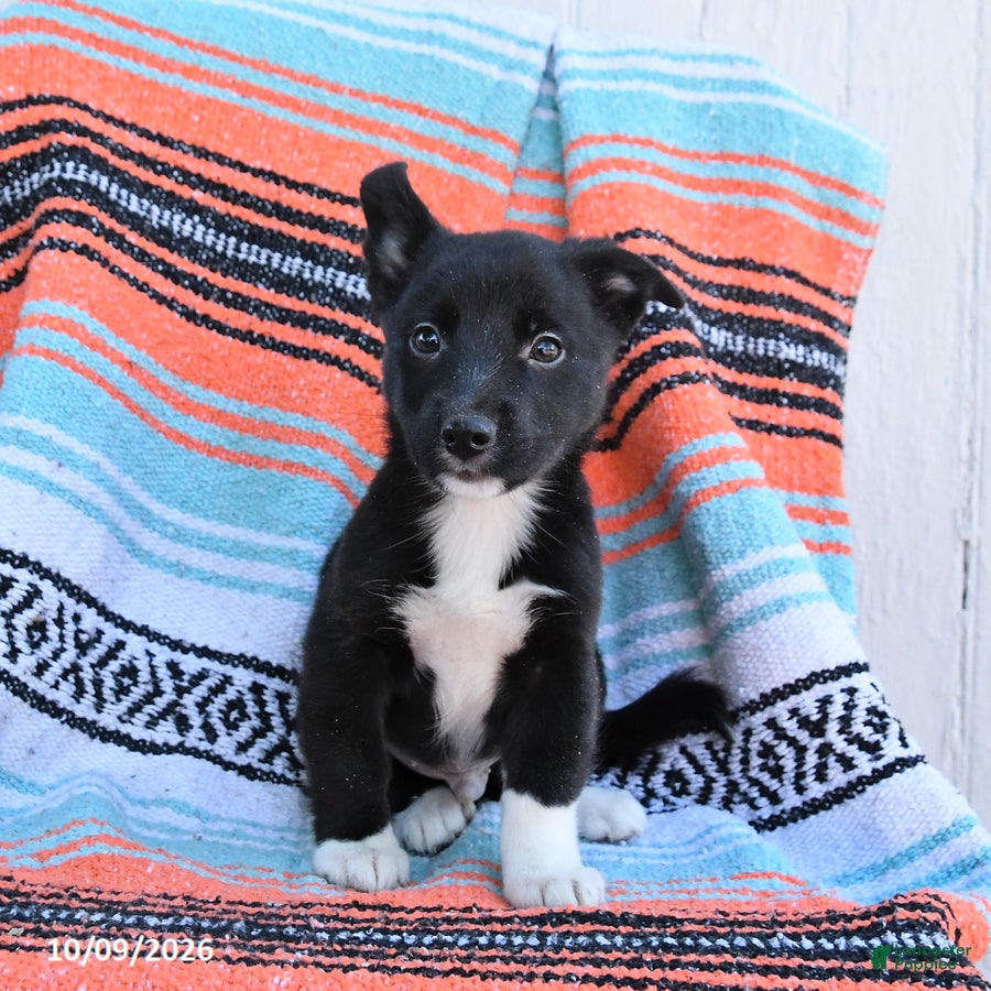 Mixed Breed dogs for sale: Duke - Ad 1
