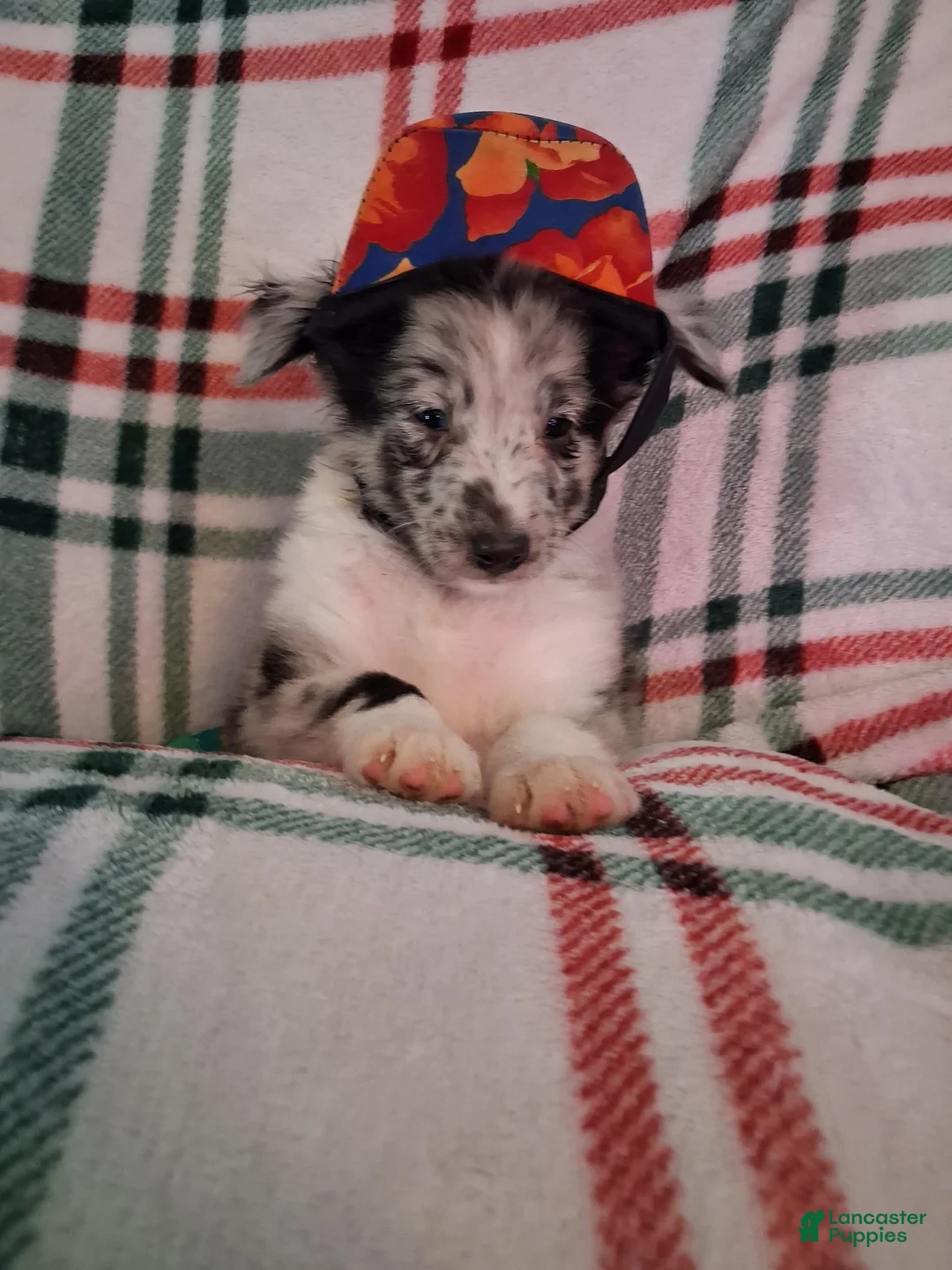 Shetland Sheepdog dogs for sale: Marcus - Ad 2