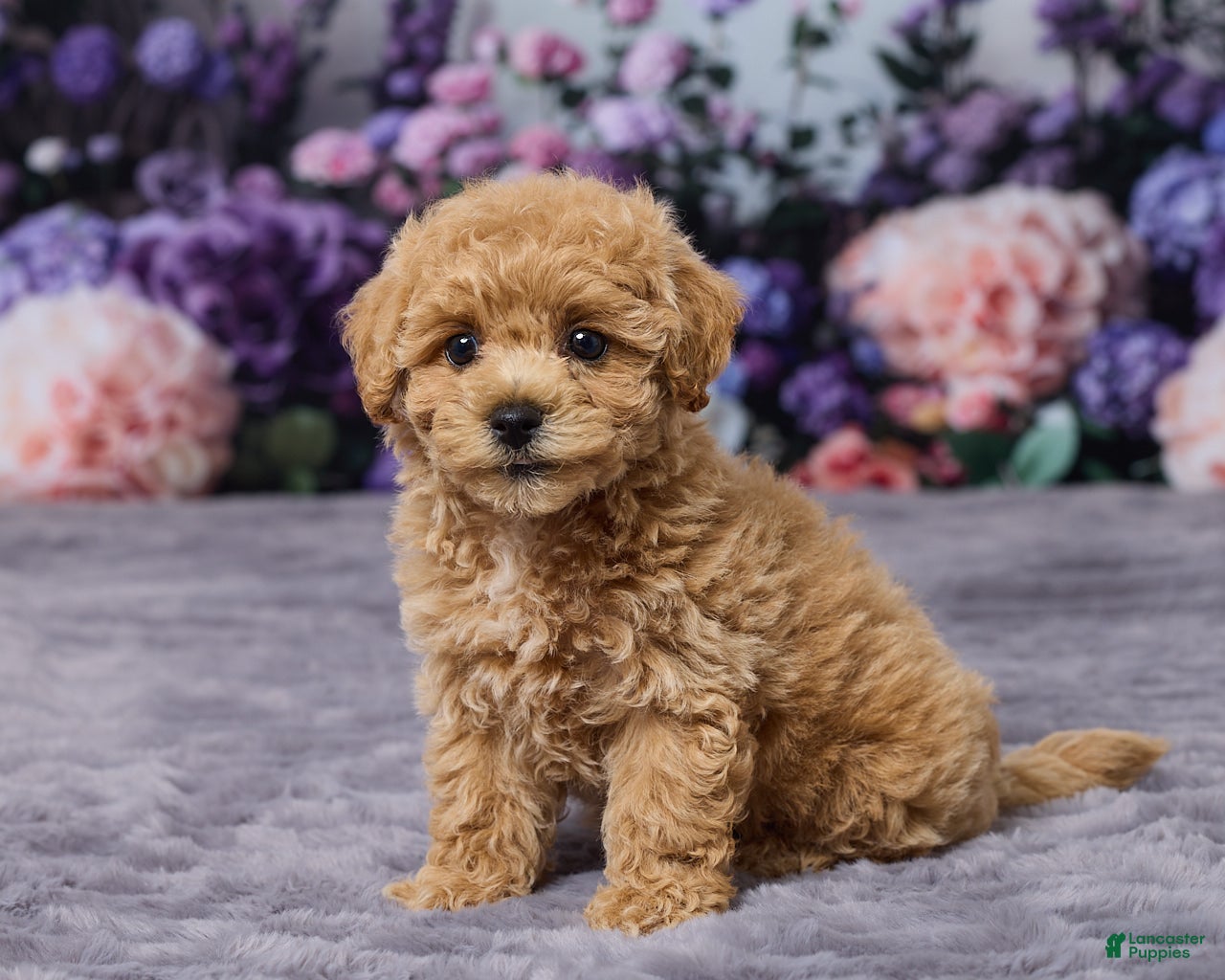 Bichpoo dogs Pansy - Ad 2