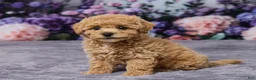 Bichpoo dogs for sale: Pansy - Ad 2
