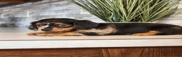 Miniature Dachshund dogs for sale: Macy - Ad 7