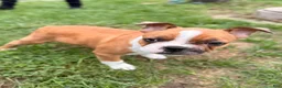Frenchton dogs for sale: Reese - Ad 7