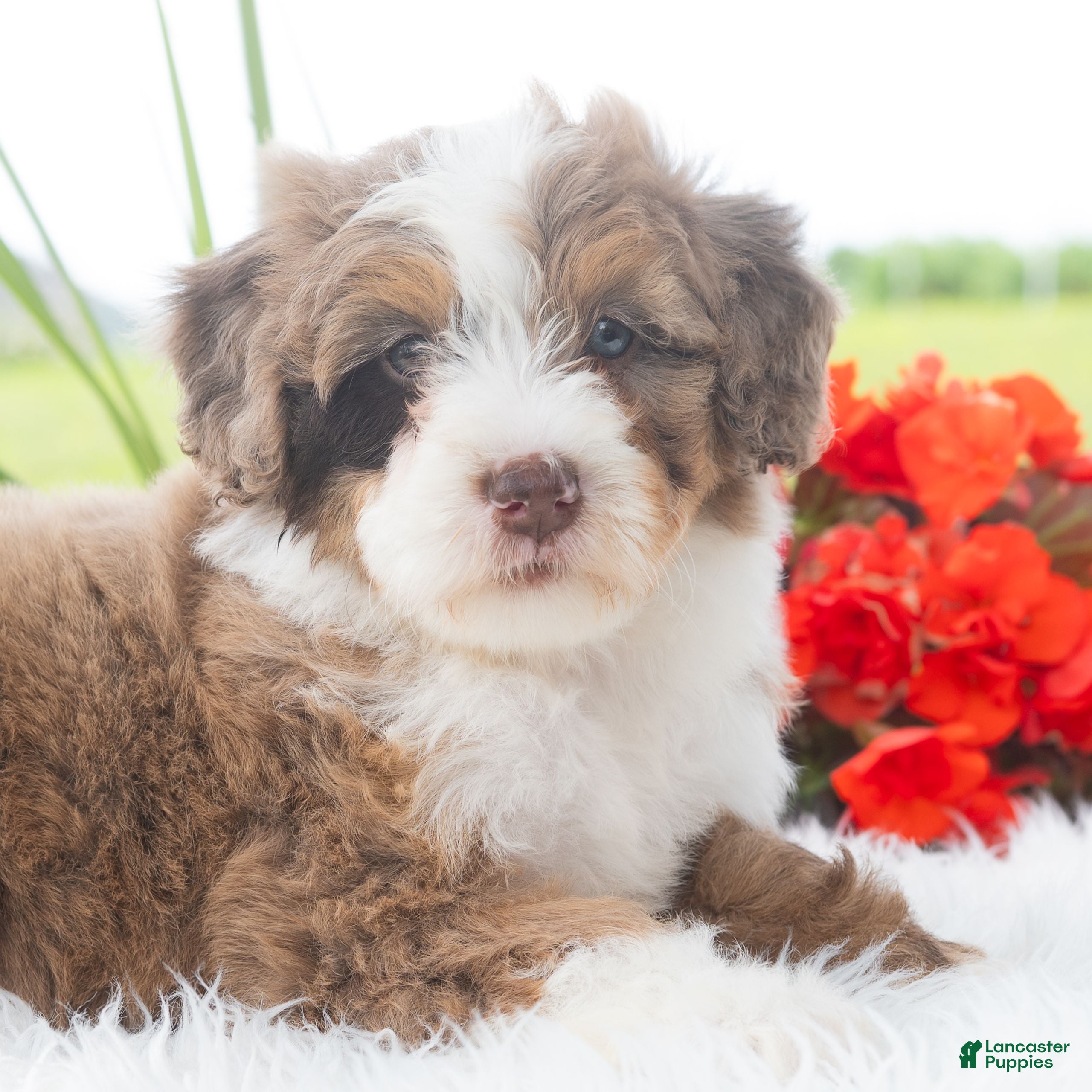 Mini Bernedoodle dogs Ruffles  - Ad 1