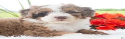 Mini Bernedoodle dogs for sale: Ruffles  - Ad 1