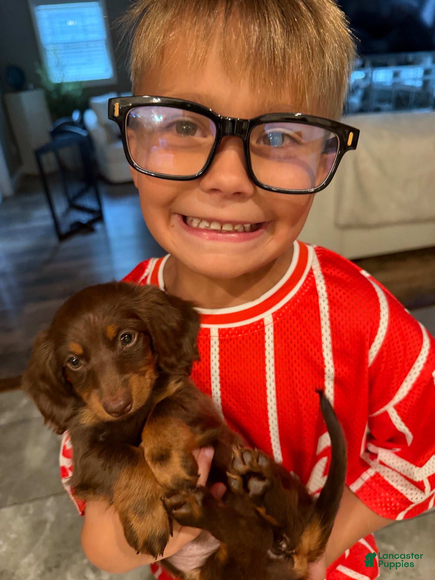 Dachshund dogs Dachshund 1 - Ad 39