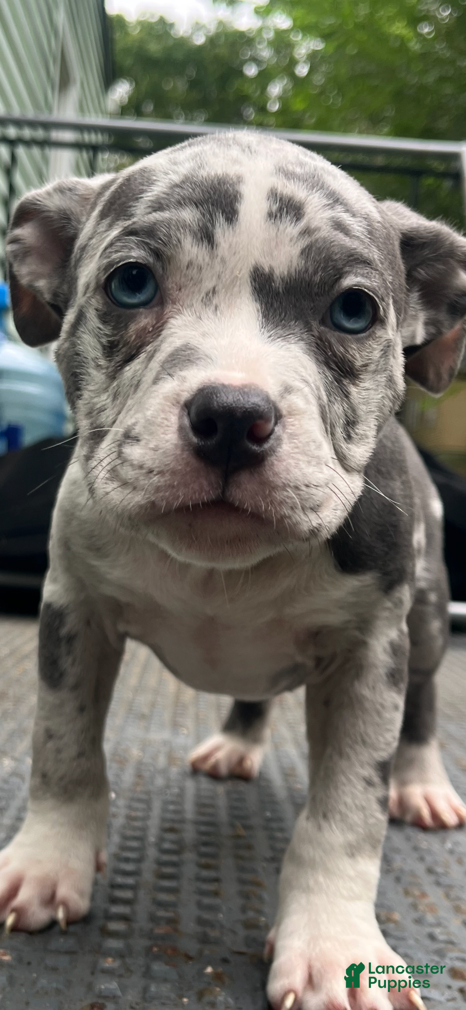 American Bully dogs American Bully 6 - Ad 29