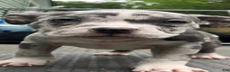 American Bully dogs for sale: DENALI - Ad 5