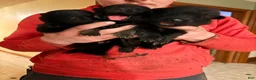 German Shepherd dogs for sale: German Shepherd Puppy 1 - Ad 19