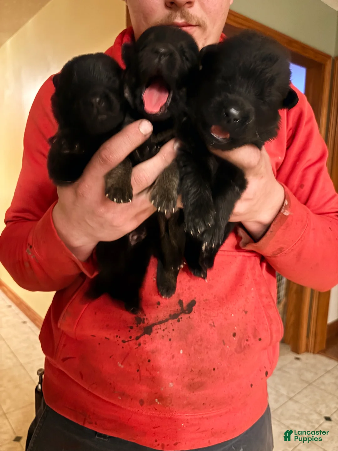 German Shepherd dogs for sale: German Shepherd Puppy 1 - Ad 19