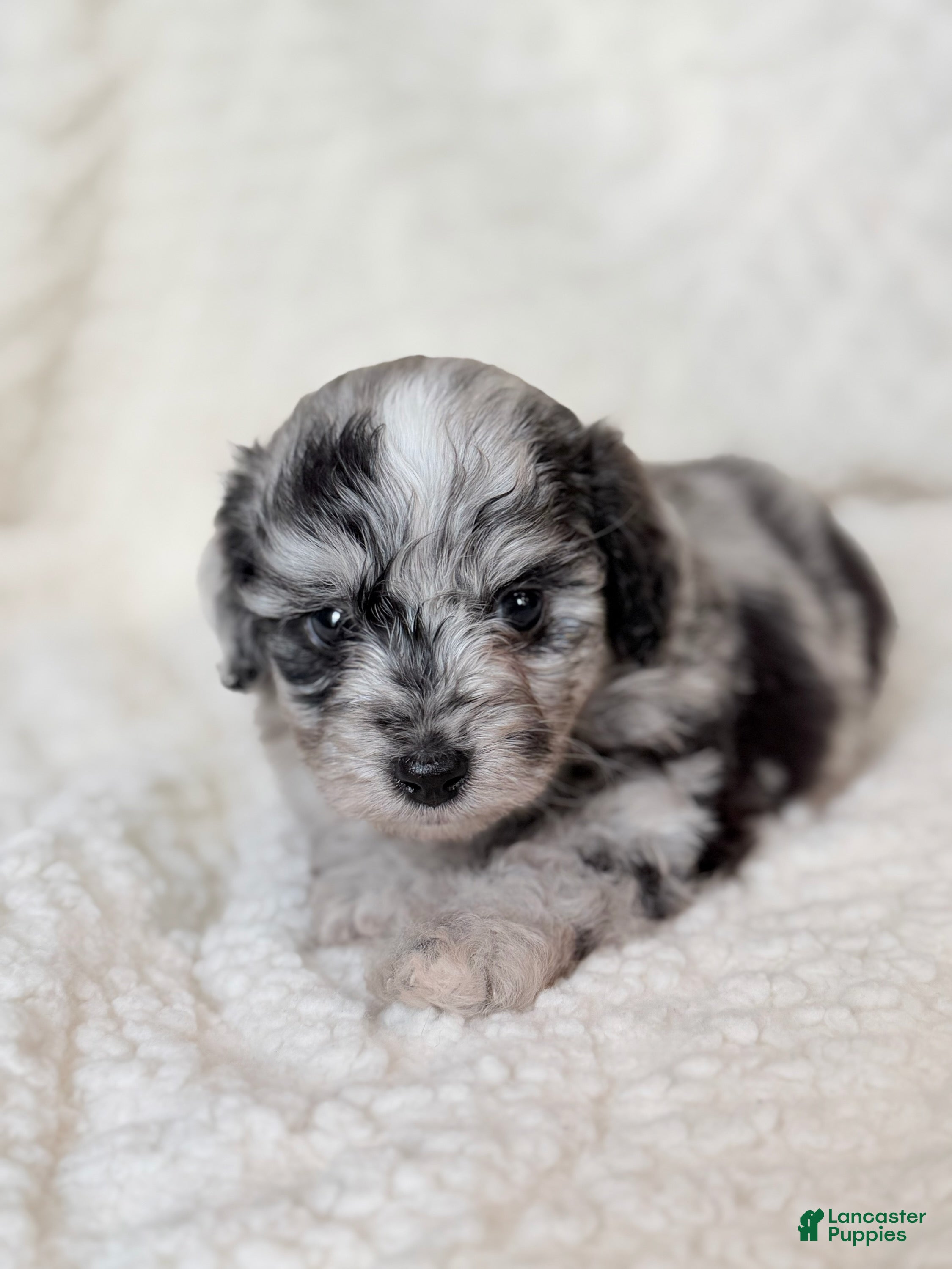 Aussiedoodle dogs Tripp - Ad 2