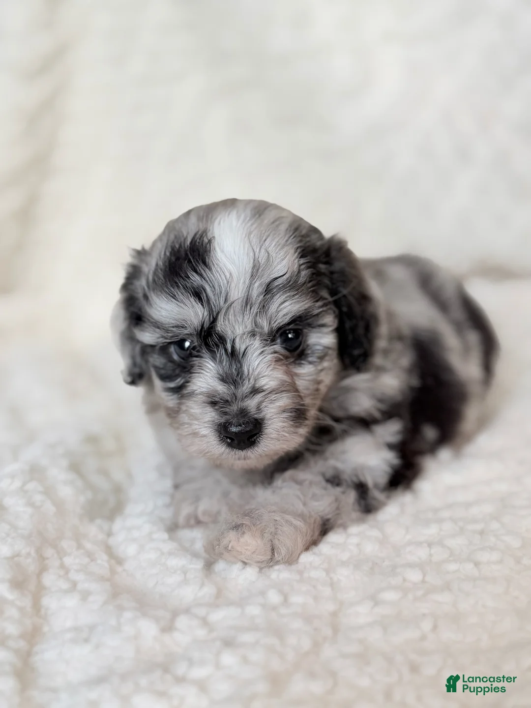 Aussiedoodle dogs for sale: Tripp - Ad 2