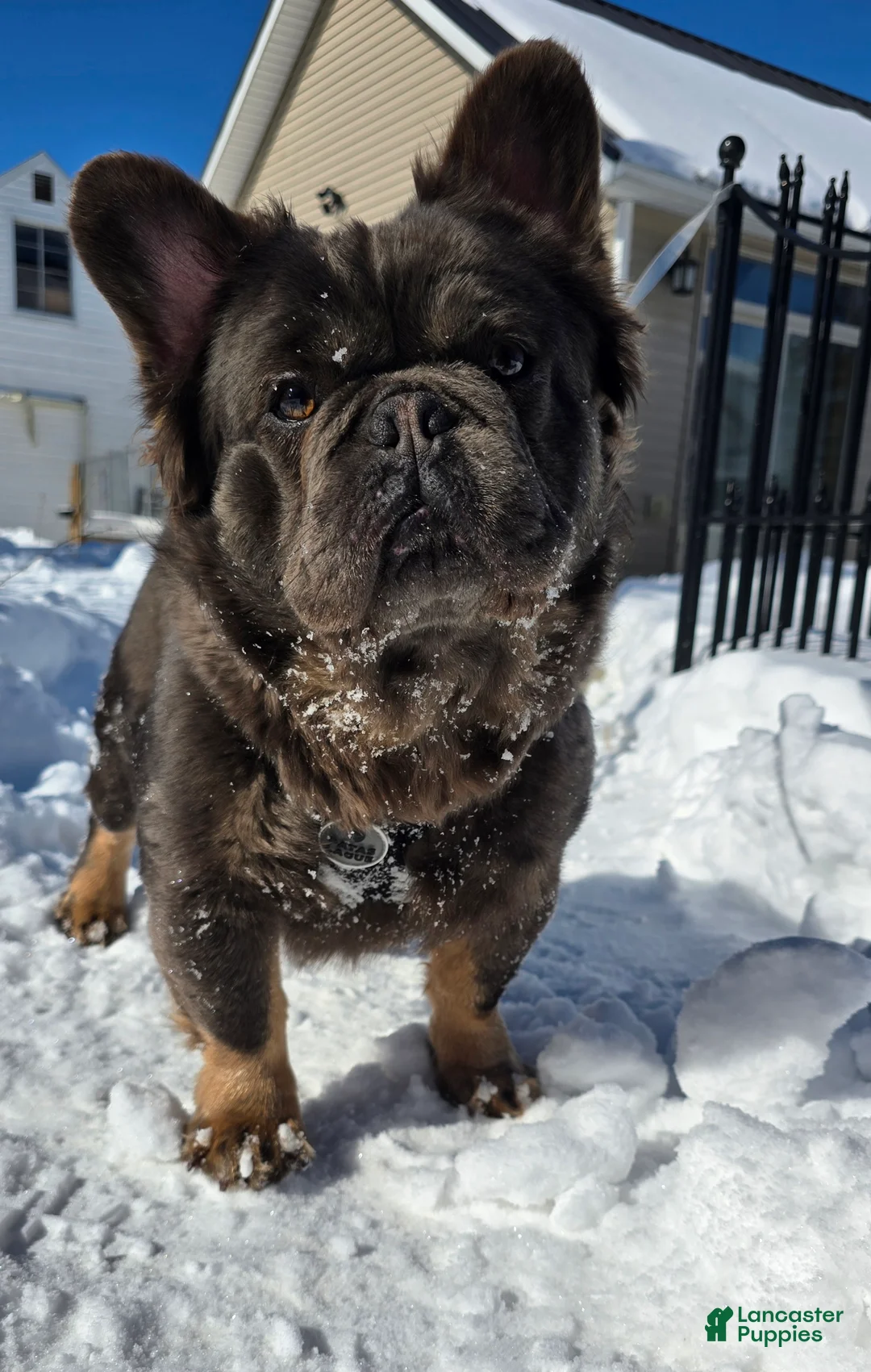 French Bulldog dogs for sale: Tyson - Ad 1