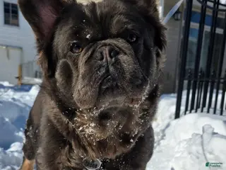 French Bulldog dogs Tyson - Ad 34