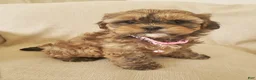 Shihpoo dogs for sale: CUDDLES - Ad 5