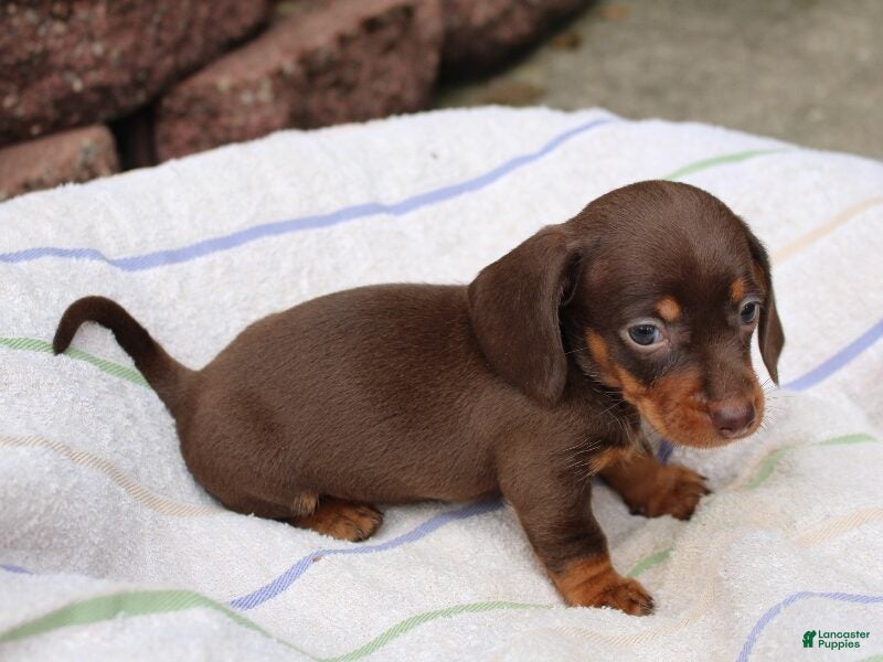 Miniature Dachshund dogs Jayde - Ad 2