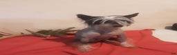 Chinese Crested dogs for sale: Chinese Crested Puppy 1 - Ad 3
