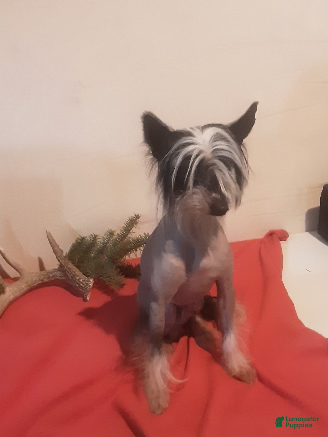 Chinese Crested dogs for sale: Chinese Crested Puppy 1 - Ad 3