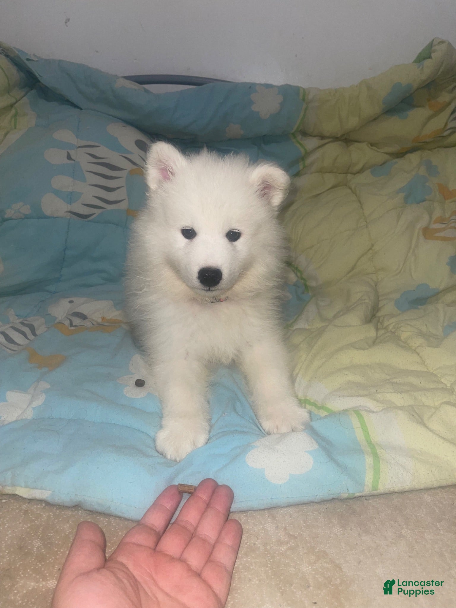 Samoyed dogs Samoyed 2 red - Ad 14