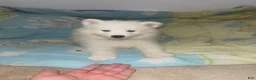 Samoyed dogs for sale: Samoyed 2 red - Ad 1