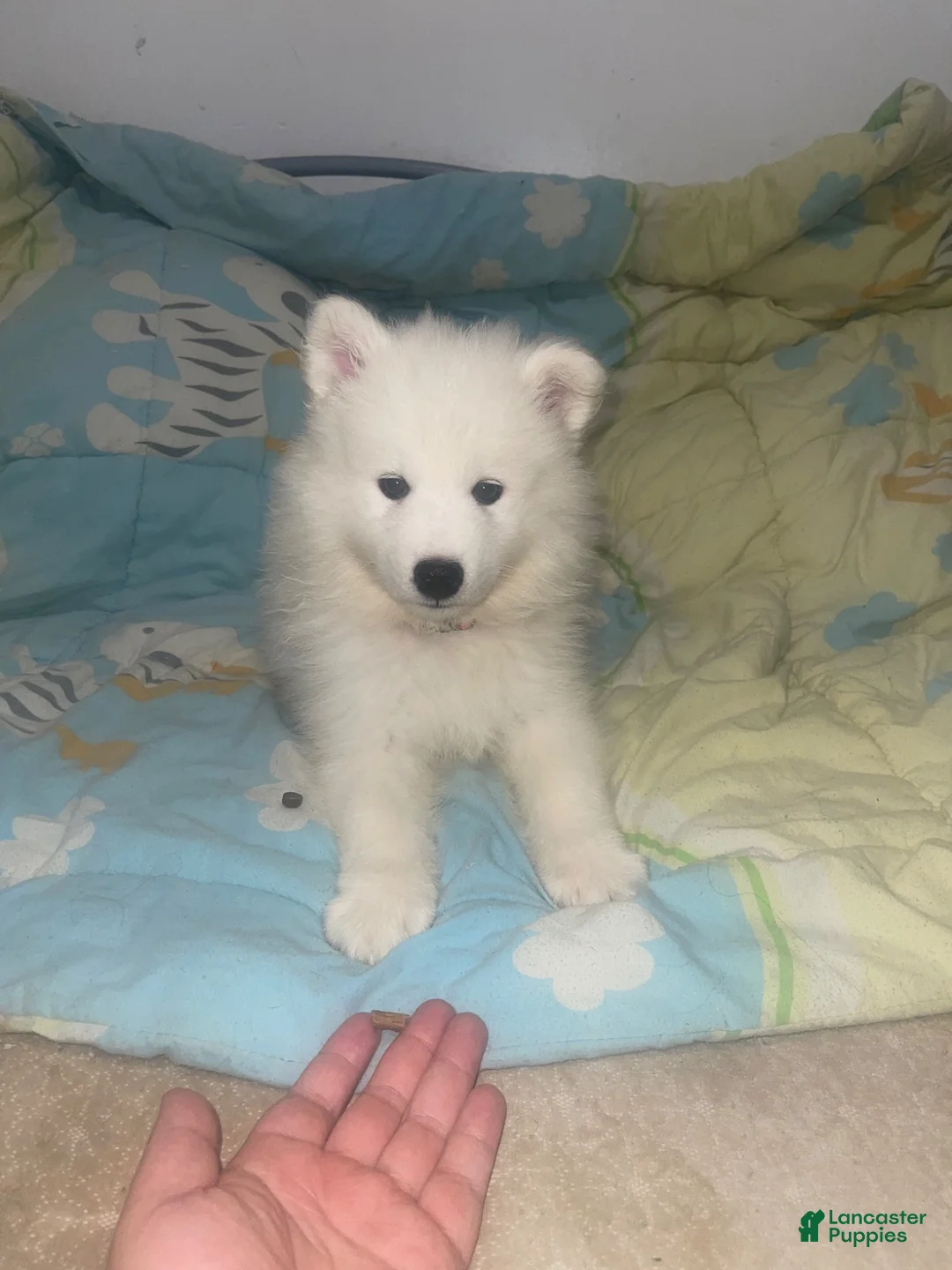 Samoyed dogs for sale: Samoyed 2 red - Ad 1