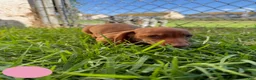 Miniature Dachshund dogs for sale: Toy Dachshund Female 2 - Ad 4