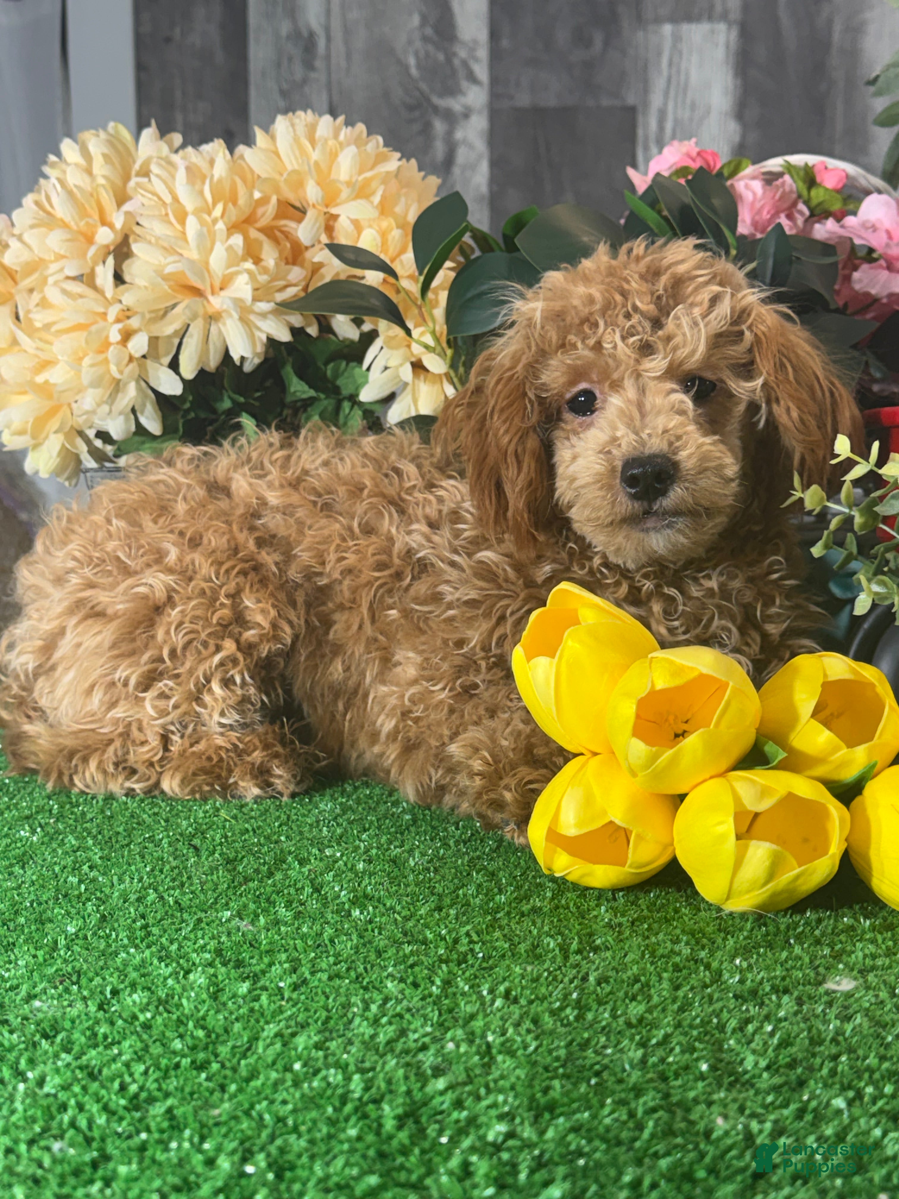 Toy Poodle dogs Nancy  - Ad 40