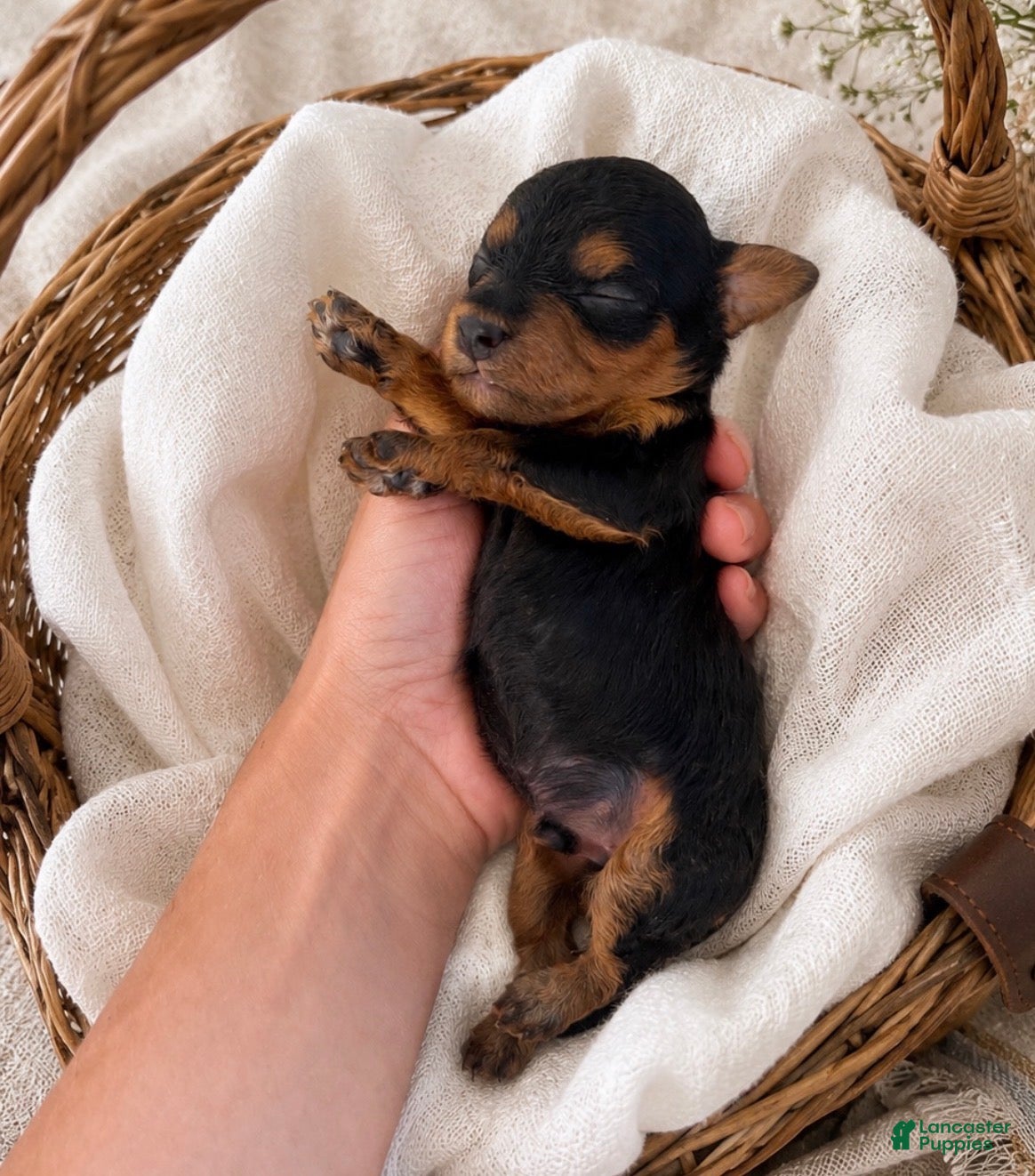 Miniature Poodle dogs Vader - Ad 1