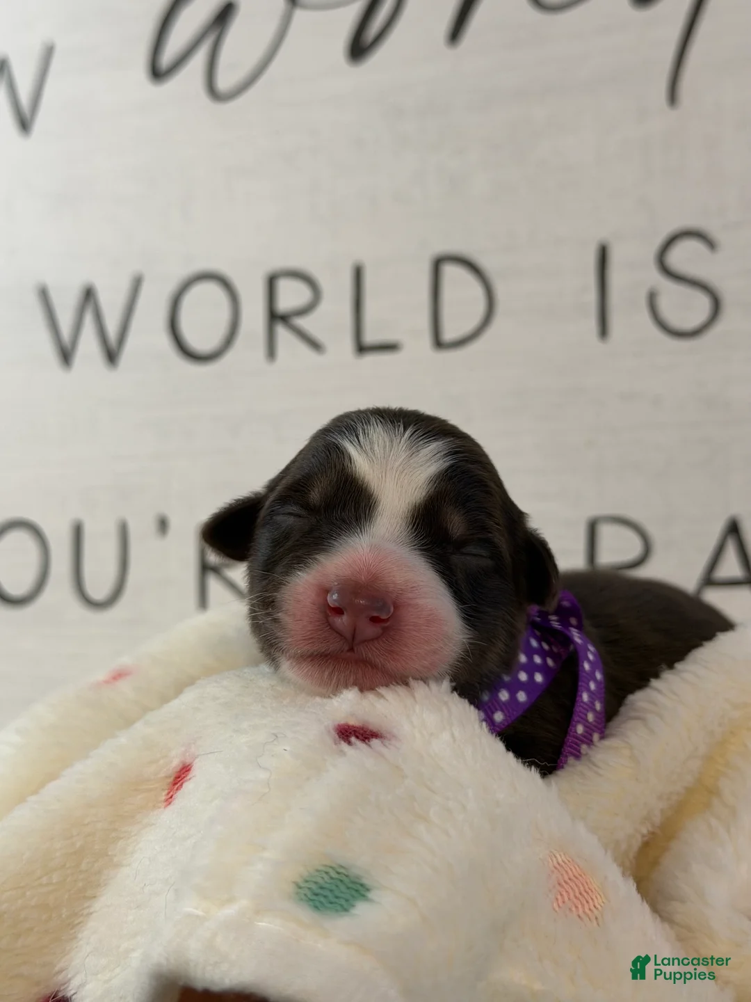 Australian Shepherd dogs for sale: Australian Shepherd Puppy 6 - Ad 1