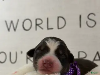 Australian Shepherd dogs Australian Shepherd Puppy 6 - Ad 24