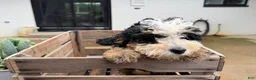 Mini Bernedoodle dogs for sale: Topaz - Ad 3