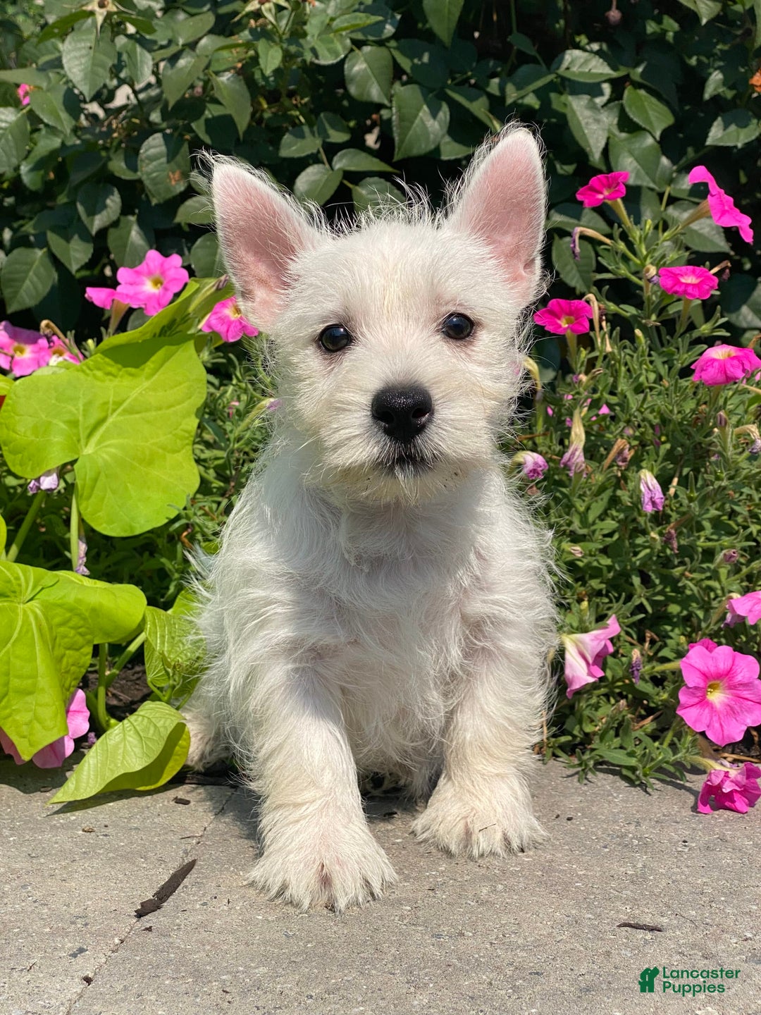 West Highland Terrier dogs for sale: Wynona - Ad 7