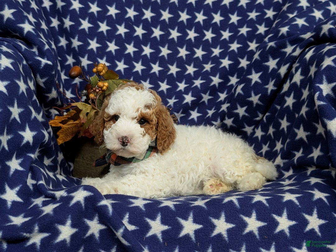 Miniature Poodle dogs for sale: Triton - Ad 5