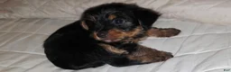 Yorkshire Terrier dogs for sale: Rowdy - Ad 5