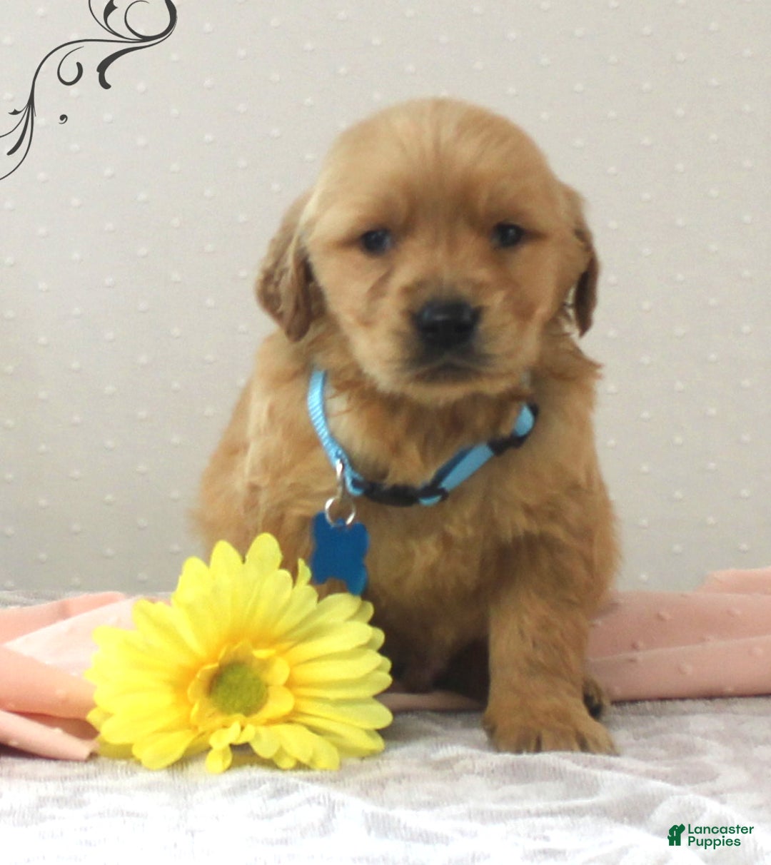 Golden Retriever dogs for sale: Benson - Ad 3