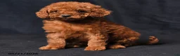Toy Poodle dogs for sale: Tiny Charity - Ad 3