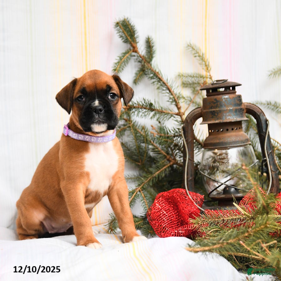 Boxer dogs Tinsel - Ad 24