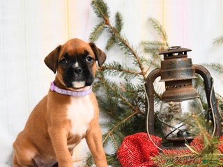 Boxer dogs Tinsel - Ad 32