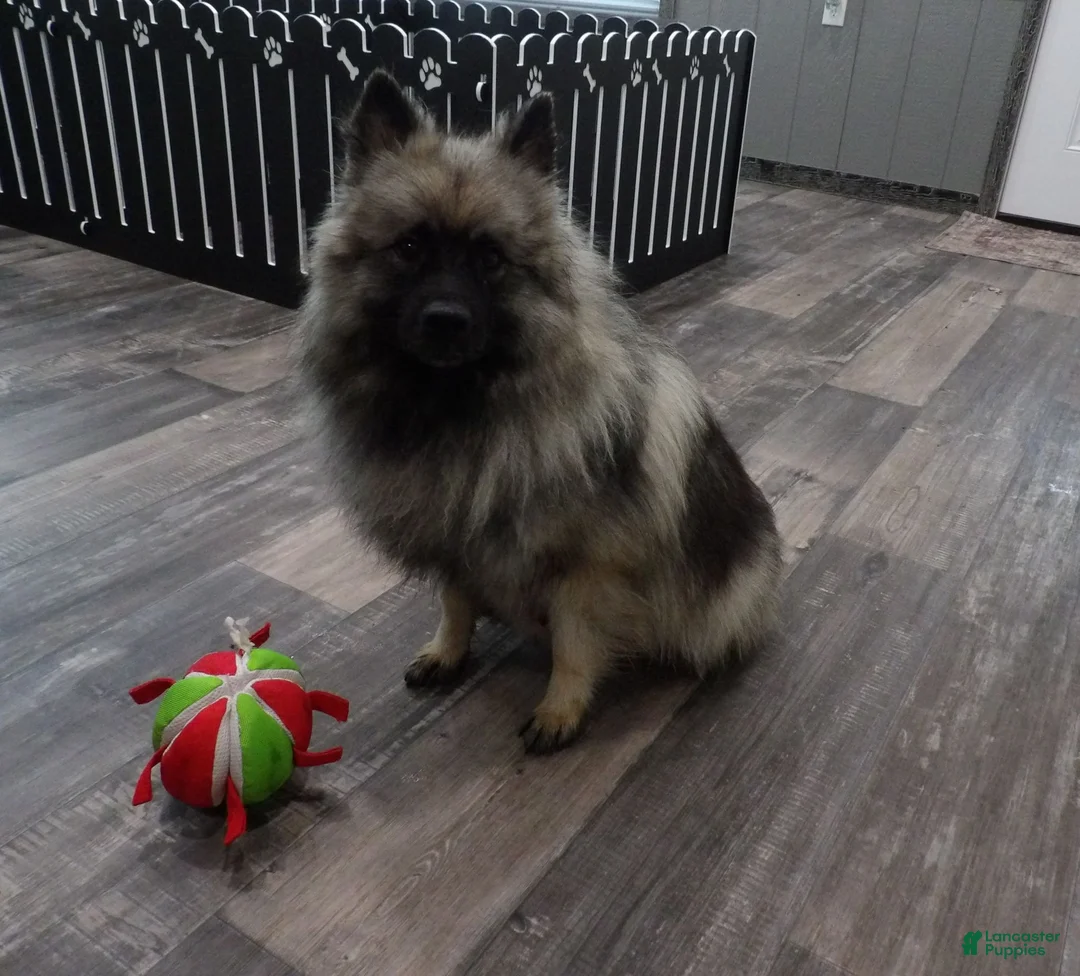 Keeshond dogs for sale: Susan - Ad 2