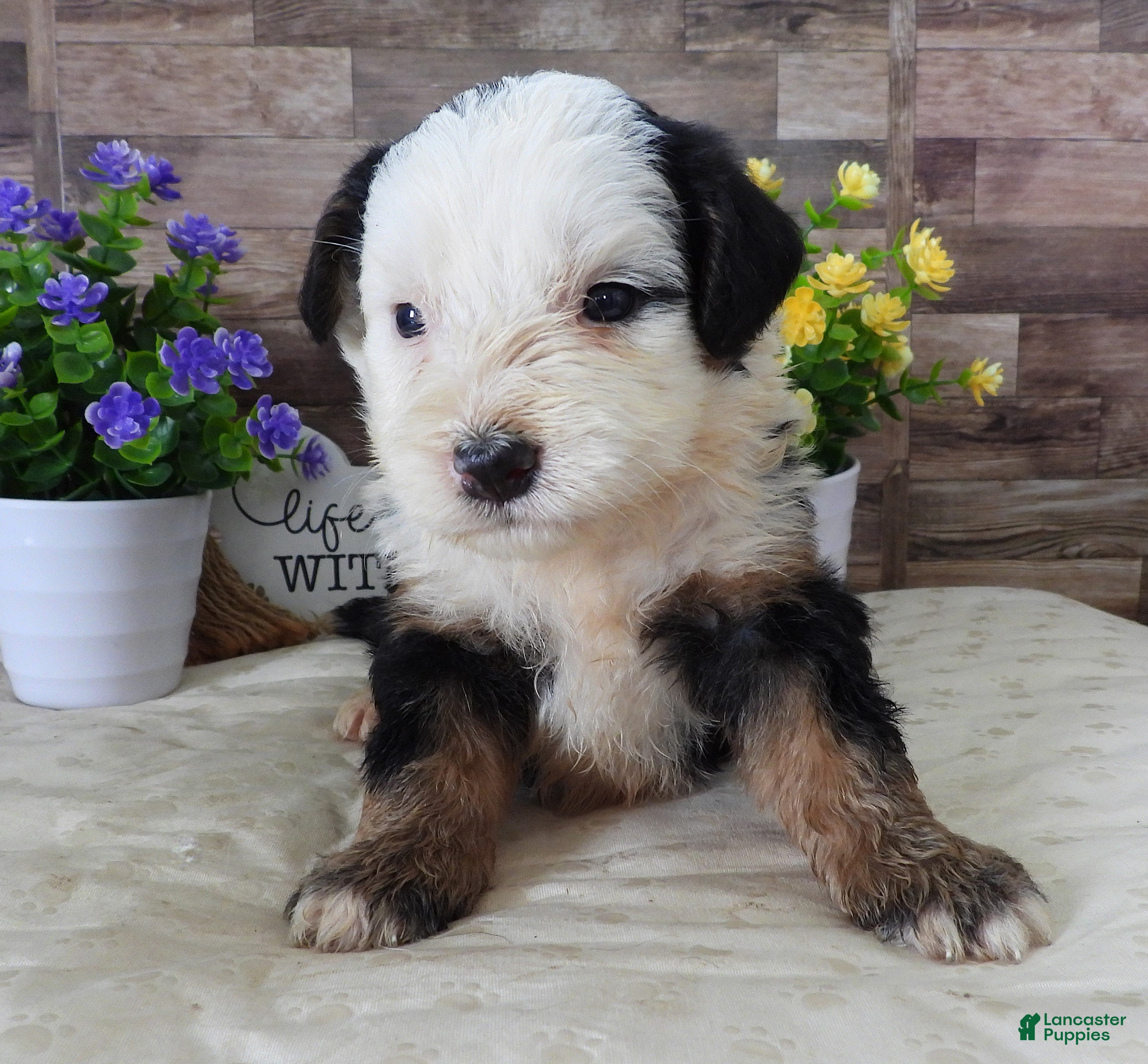 Mini Bernedoodle dogs Male #9 (Splash's) - Ad 23