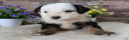 Mini Bernedoodle dogs for sale: Male #9 (Splash's) - Ad 4