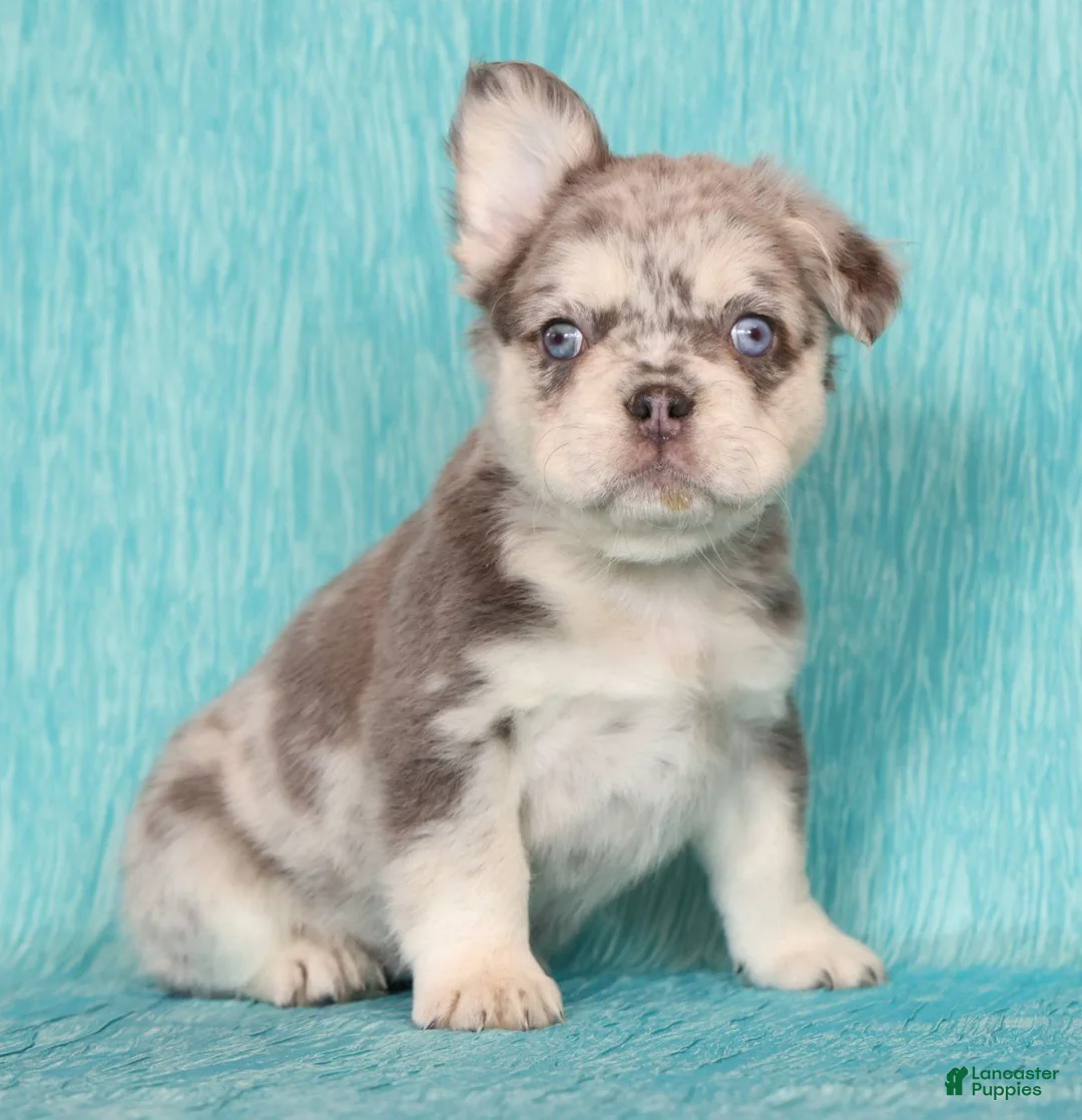 French Bulldog dogs for sale: Lilly Fluffy Lilac Tan Merle - Ad 2