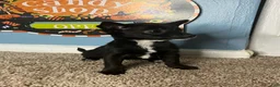 Chihuahua dogs for sale: 🩷MiniChihuahua 🩷 - Ad 5