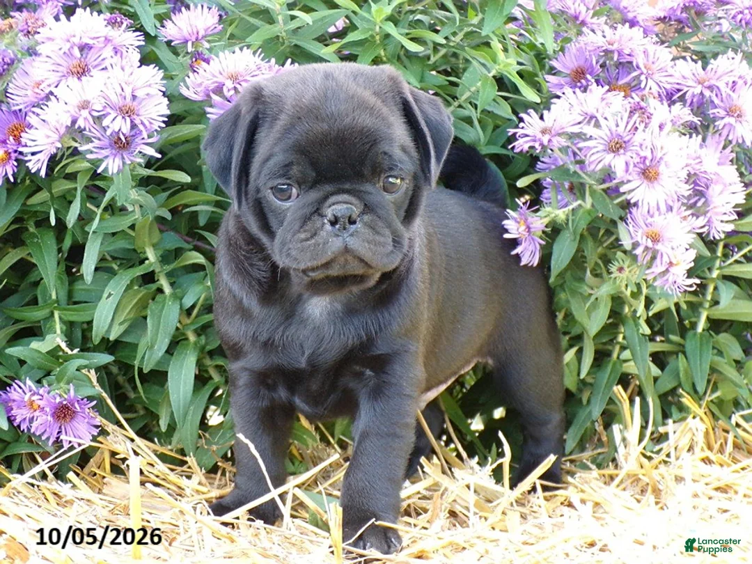 Pug dogs for sale: Davie - Ad 1