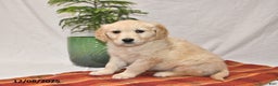 Golden Retriever dogs for sale: Tucker - Ad 1