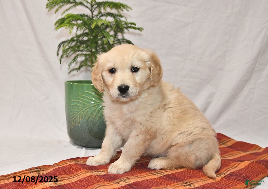 Golden Retriever dogs for sale: Tucker - Ad 1