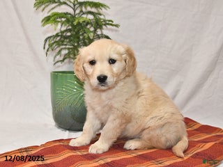 Golden Retriever dogs Tucker - Ad 24